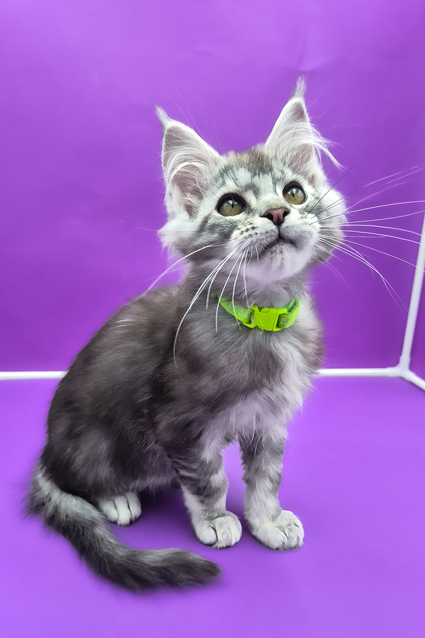 Odin | Maine Coon Kitten