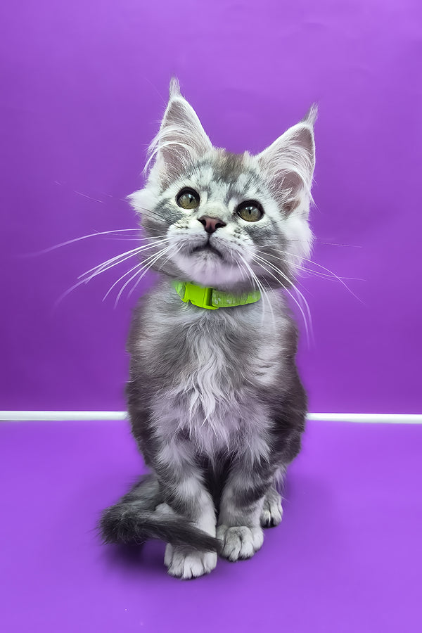 Odin | Maine Coon Kitten