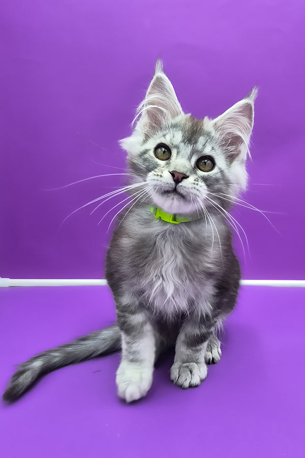 Odin | Maine Coon Kitten