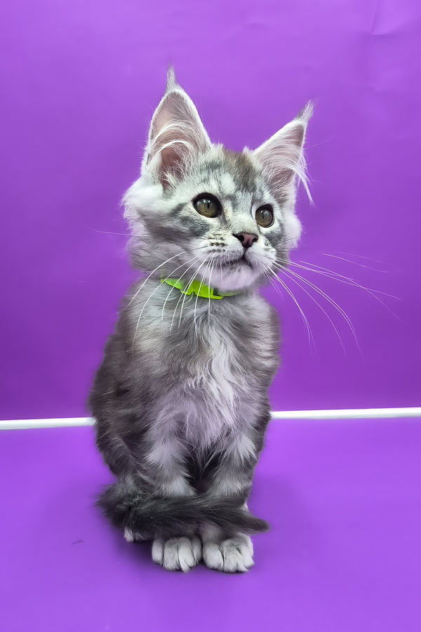 Odin | Maine Coon Kitten