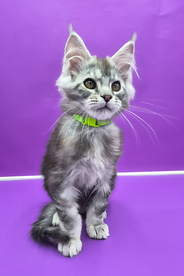 Odin | Maine Coon Kitten