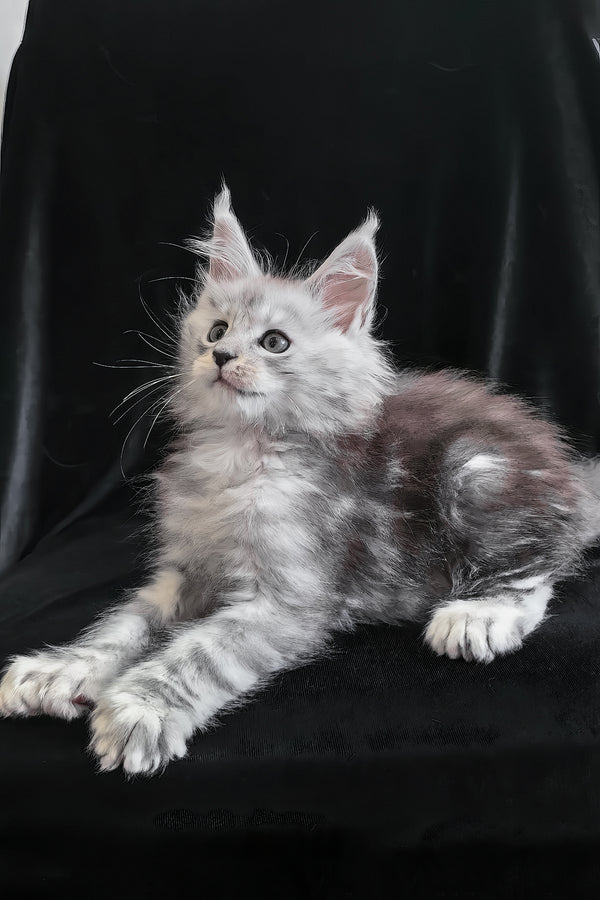Odelia | Polydactyl Maine Coon Kitten