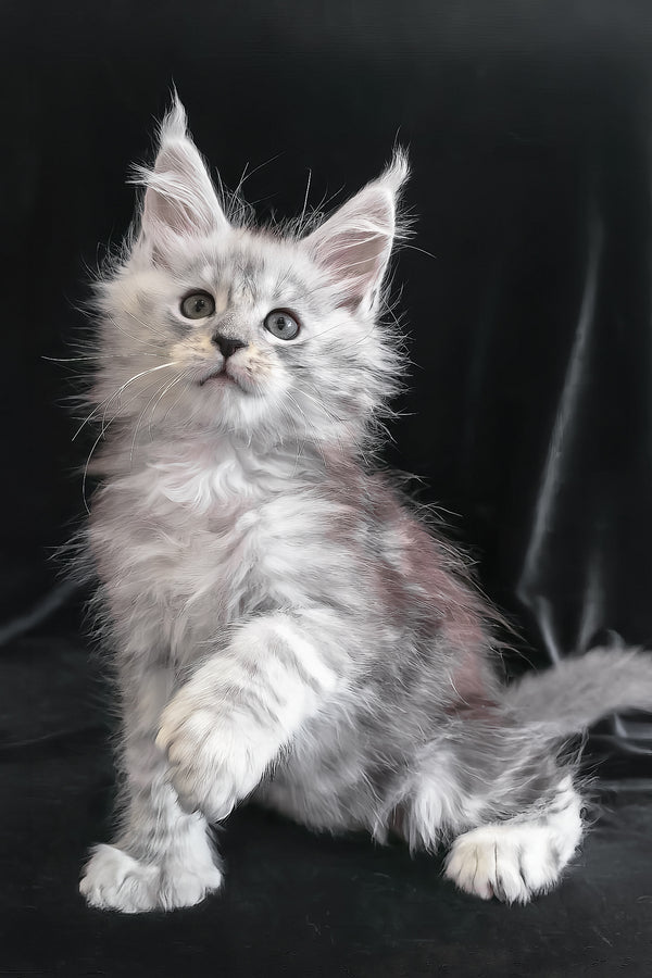 Odelia | Polydactyl Maine Coon Kitten