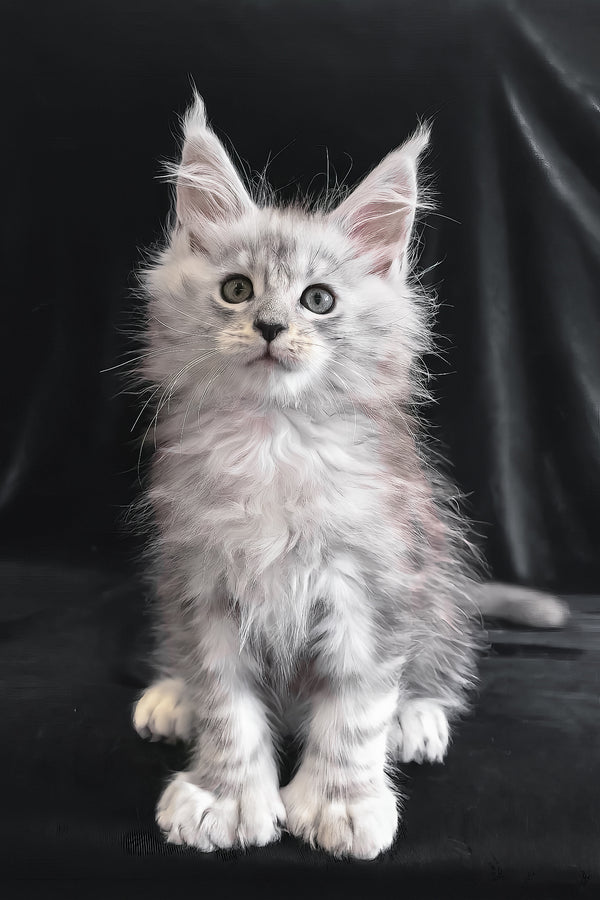 Odelia | Polydactyl Maine Coon Kitten