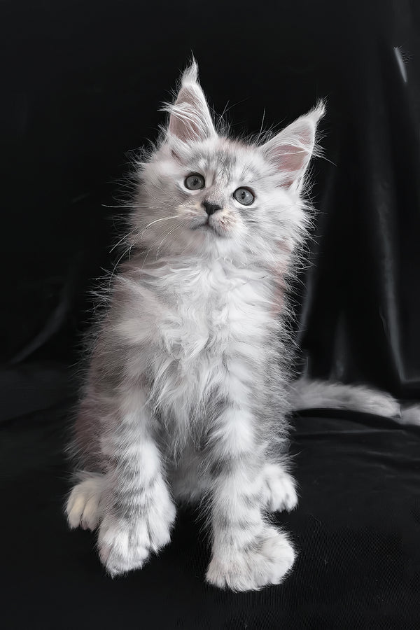 Odelia | Polydactyl Maine Coon Kitten