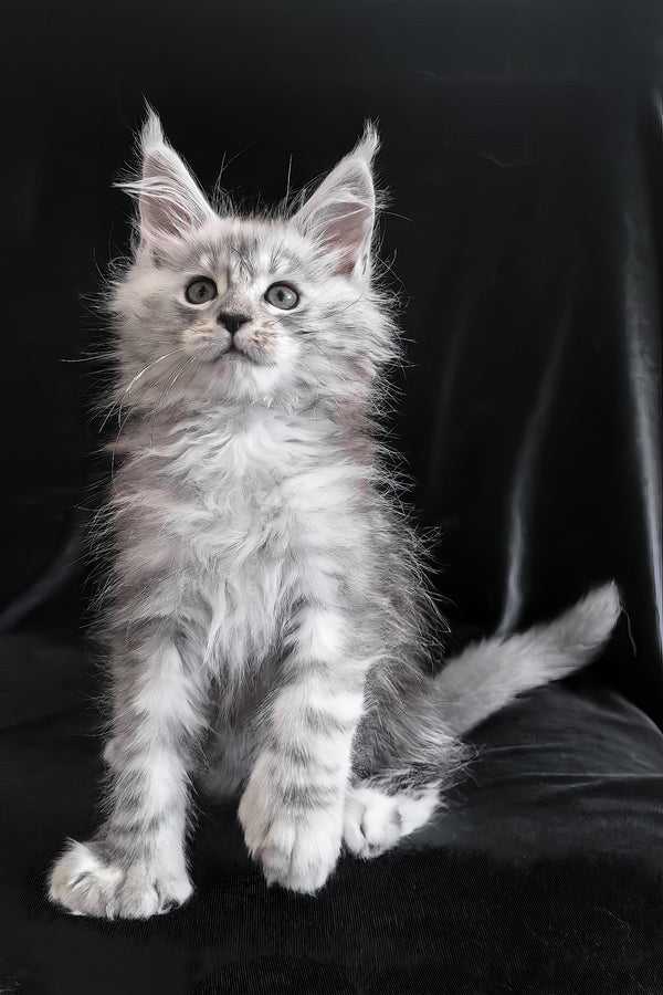 Odelia | Polydactyl Maine Coon Kitten