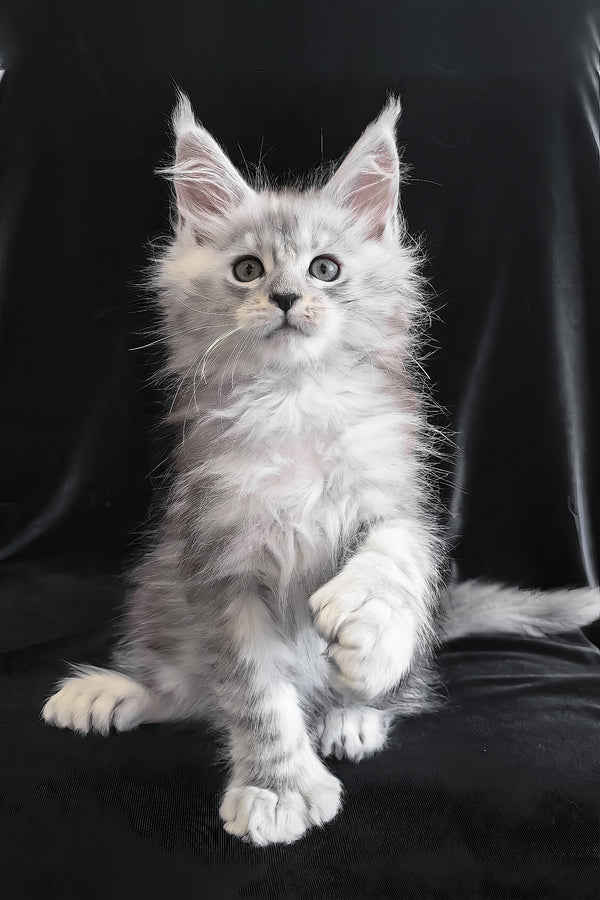 Odelia | Polydactyl Maine Coon Kitten