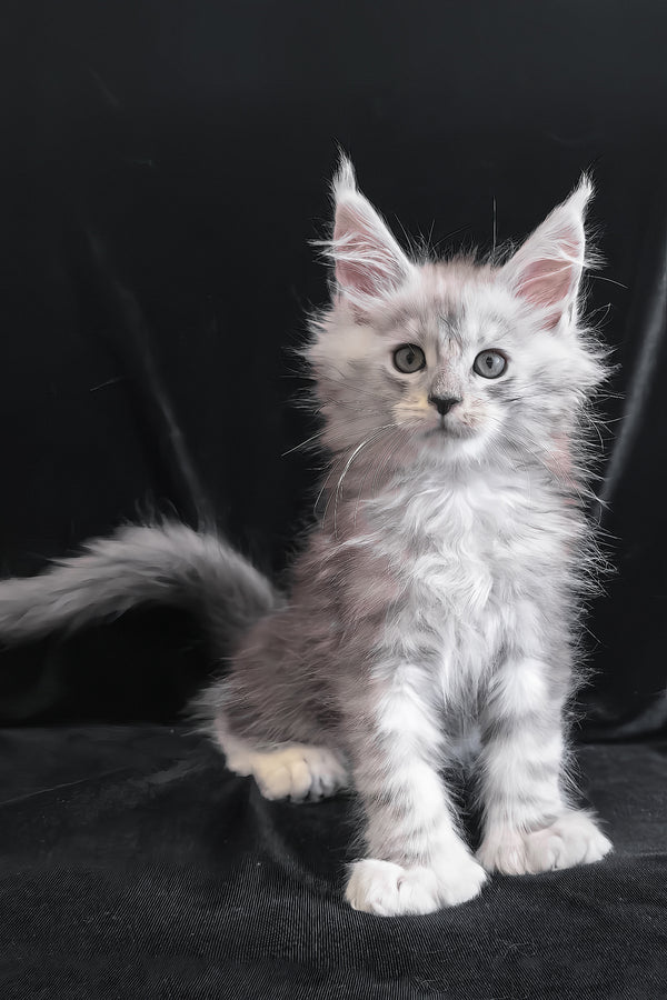 Odelia | Polydactyl Maine Coon Kitten