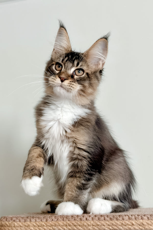 Orlean | Maine Coon Kitten