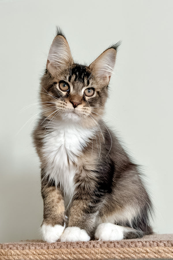 Orlean | Maine Coon Kitten