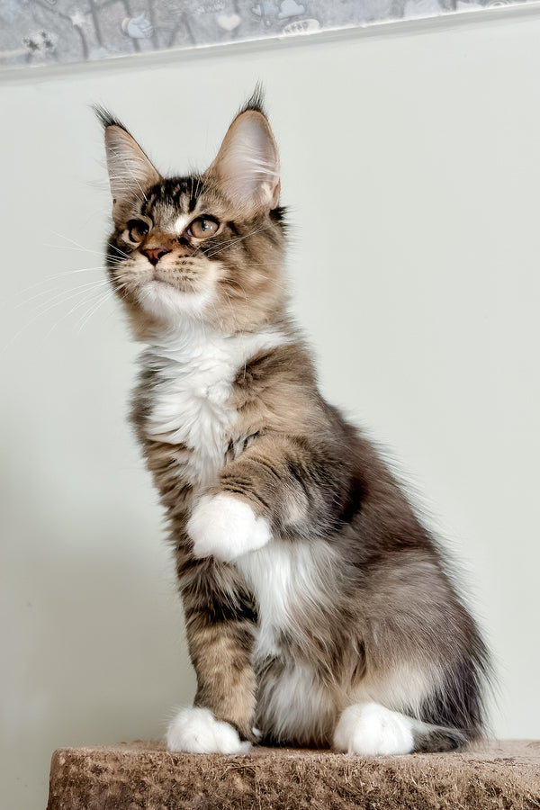 Orlean | Maine Coon Kitten