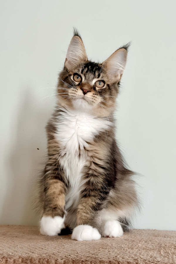Orlean | Maine Coon Kitten