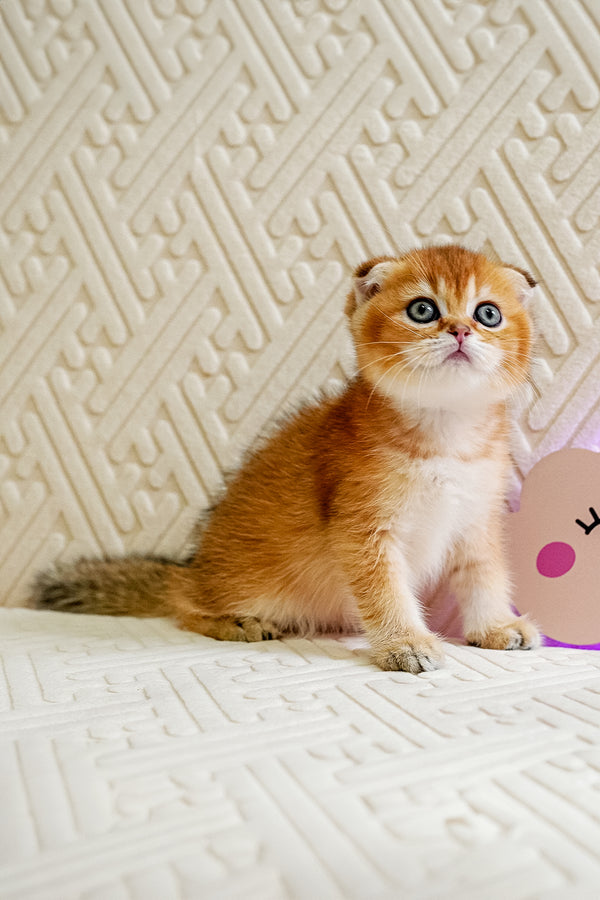 Otto | Scottish Fold Kitten