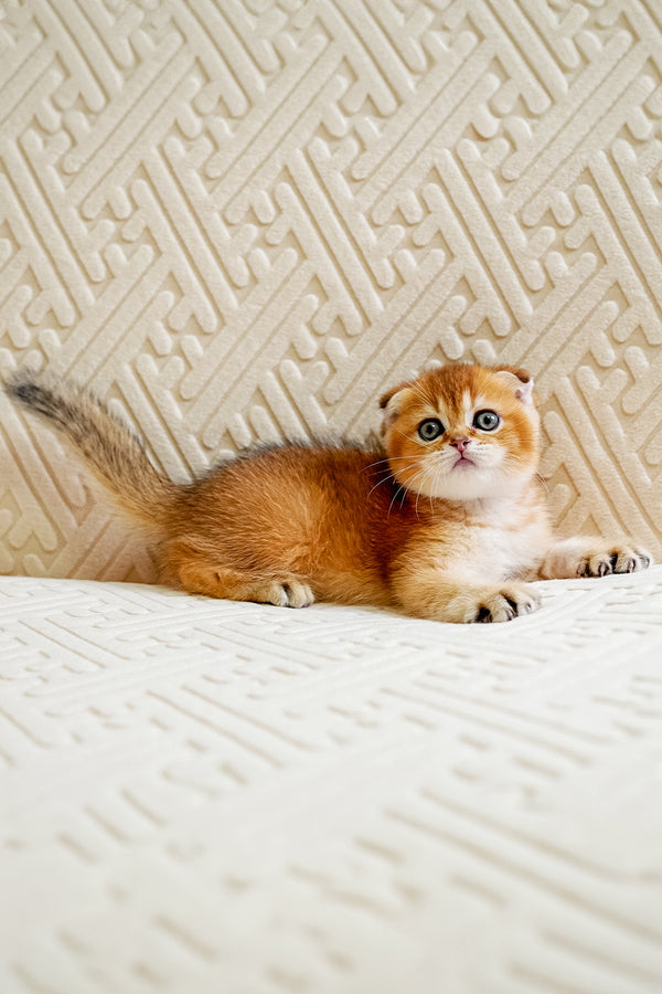 Otto | Scottish Fold Kitten
