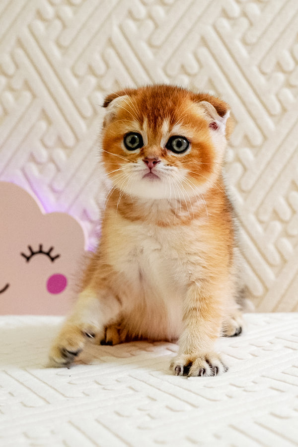 Otto | Scottish Fold Kitten