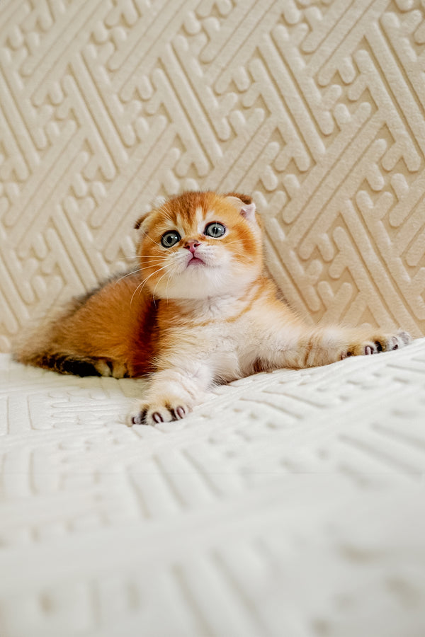 Otto | Scottish Fold Kitten