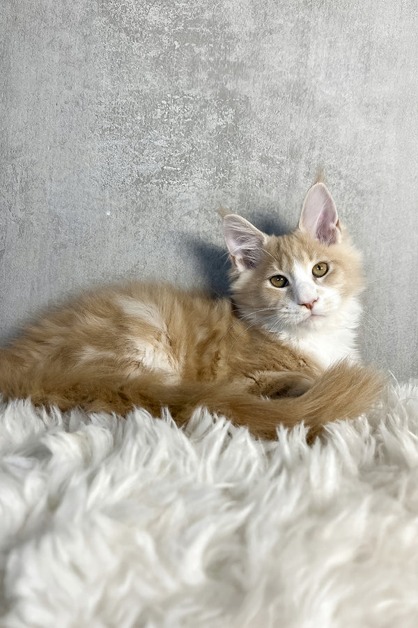 Perry | Maine Coon Kitten