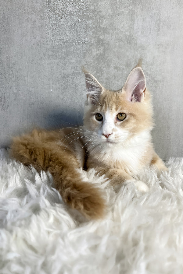 Perry | Maine Coon Kitten