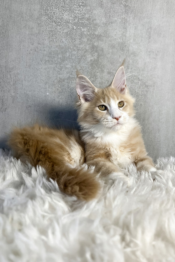 Perry | Maine Coon Kitten