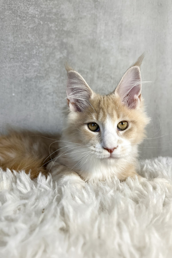 Perry | Maine Coon Kitten