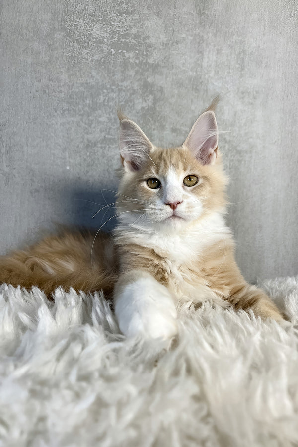 Perry | Maine Coon Kitten