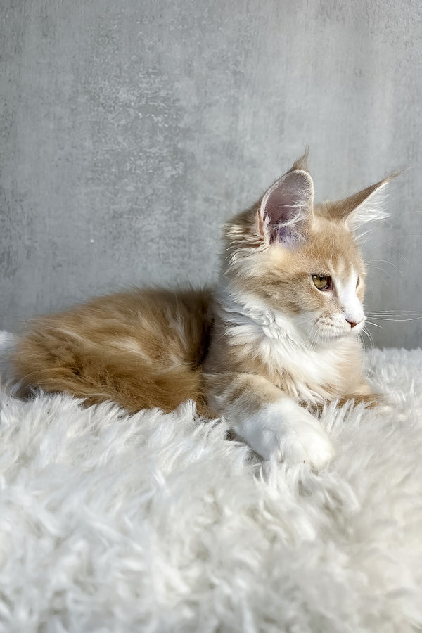 Perry | Maine Coon Kitten