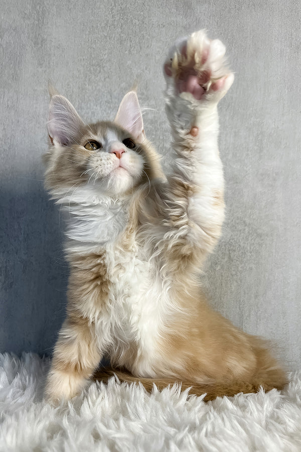 Perry | Maine Coon Kitten