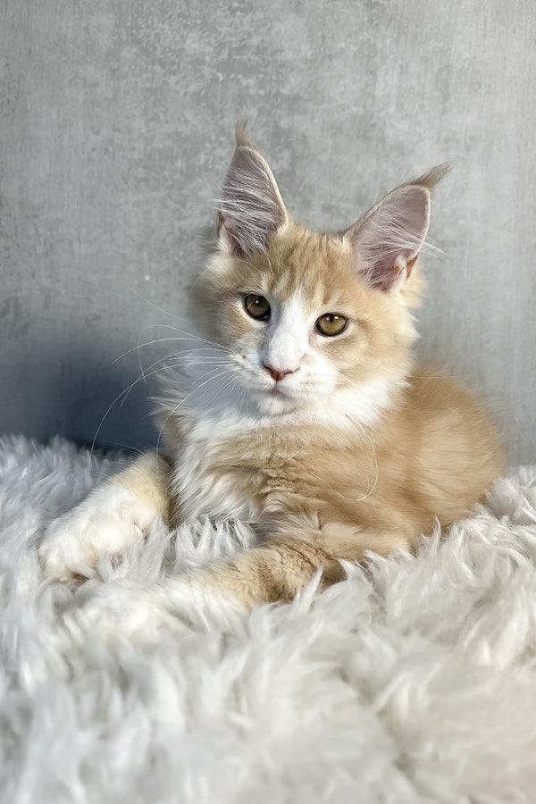 Perry | Maine Coon Kitten