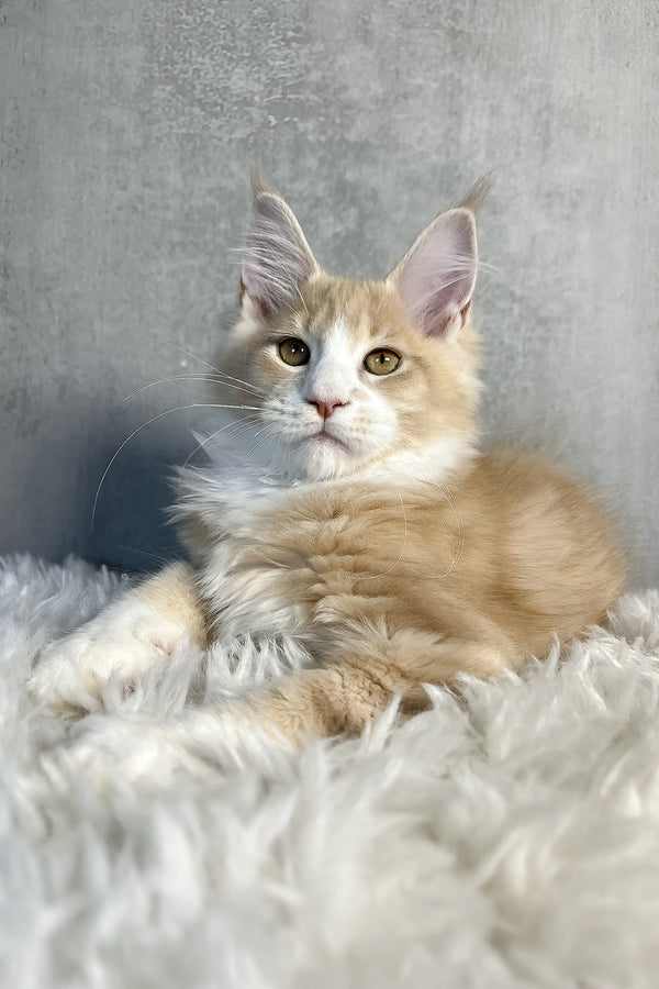 Perry | Maine Coon Kitten