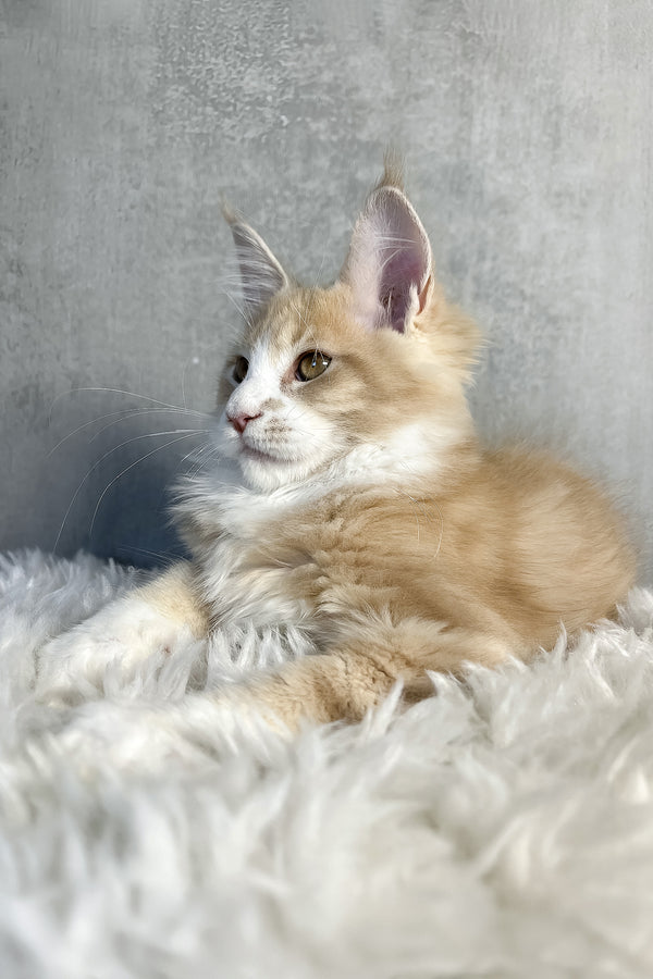 Perry | Maine Coon Kitten