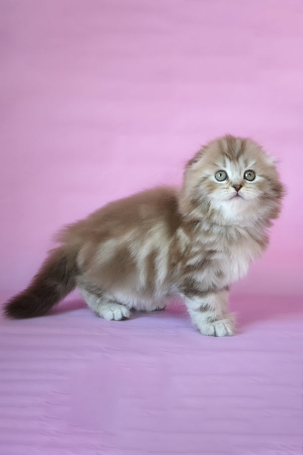 Petra | Scottish Fold Longhair Kitten