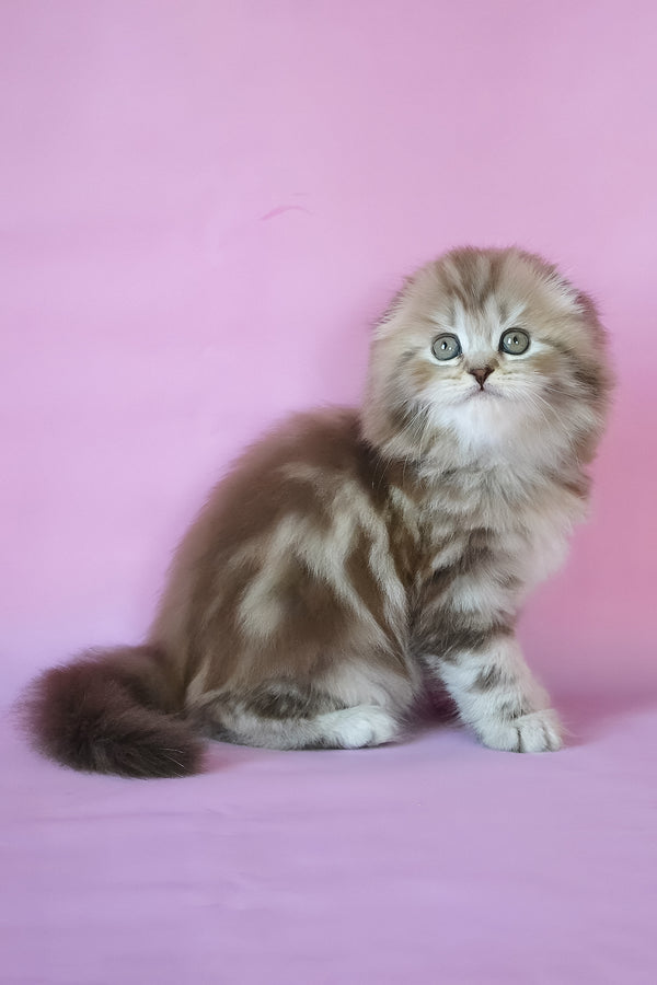 Petra | Scottish Fold Longhair Kitten