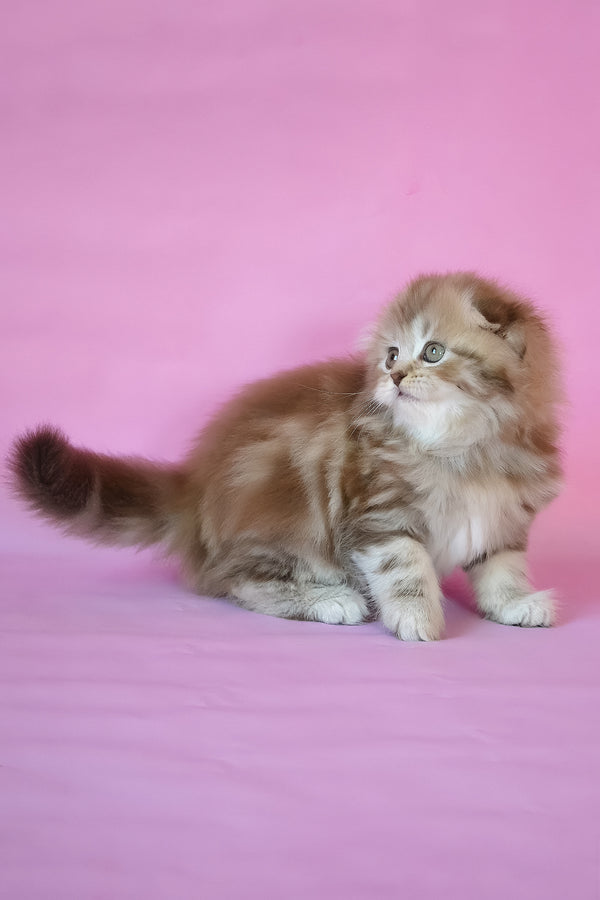 Petra | Scottish Fold Longhair Kitten