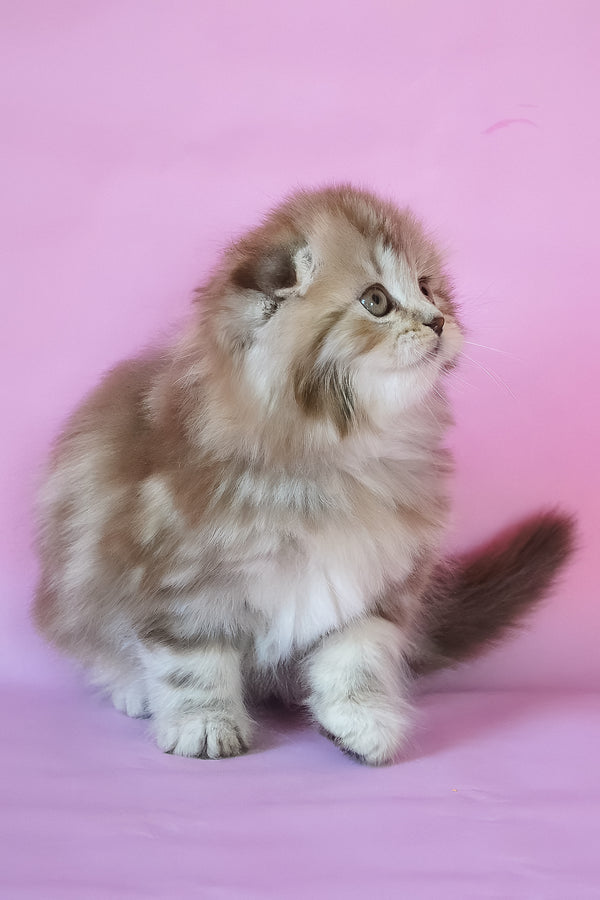 Petra | Scottish Fold Longhair Kitten