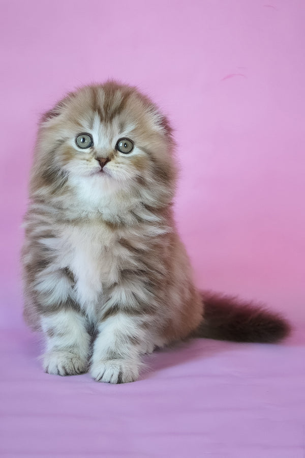 Petra | Scottish Fold Longhair Kitten