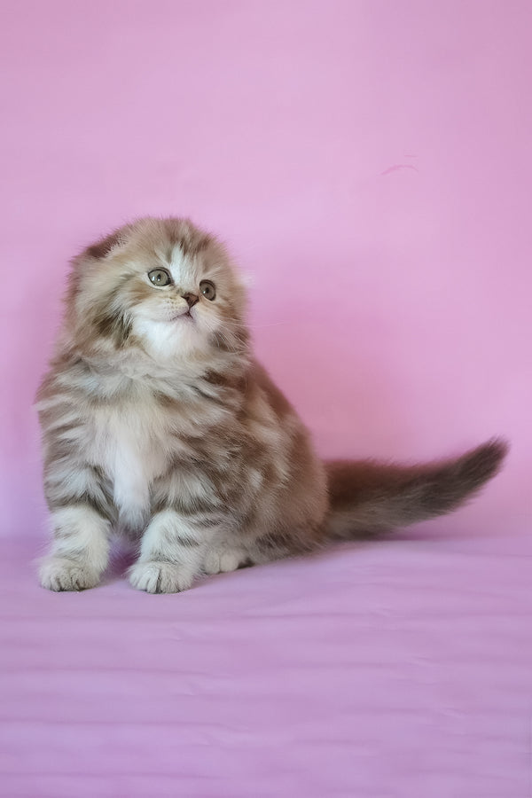 Petra | Scottish Fold Longhair Kitten