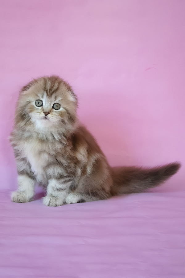 Petra | Scottish Fold Longhair Kitten