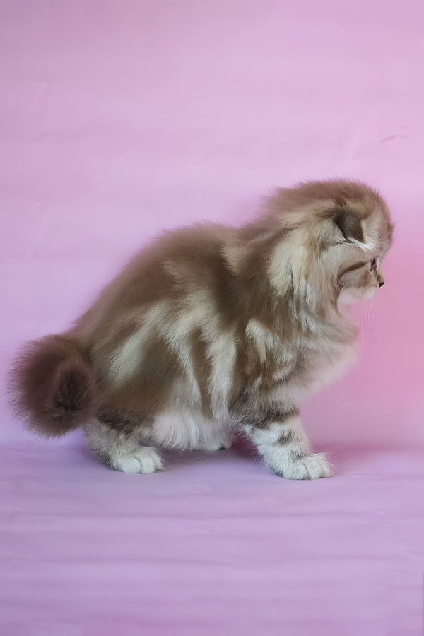 Petra | Scottish Fold Longhair Kitten