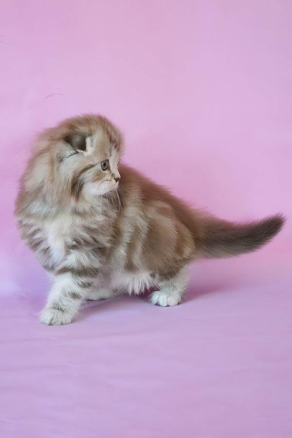 Petra | Scottish Fold Longhair Kitten