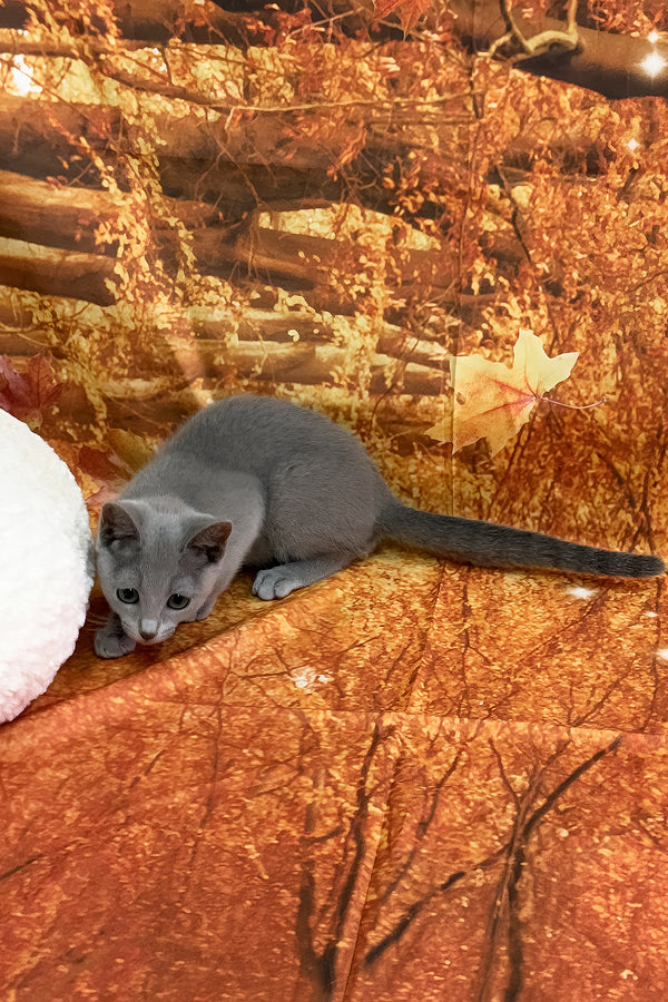 Quorum | Russian Blue Kitten