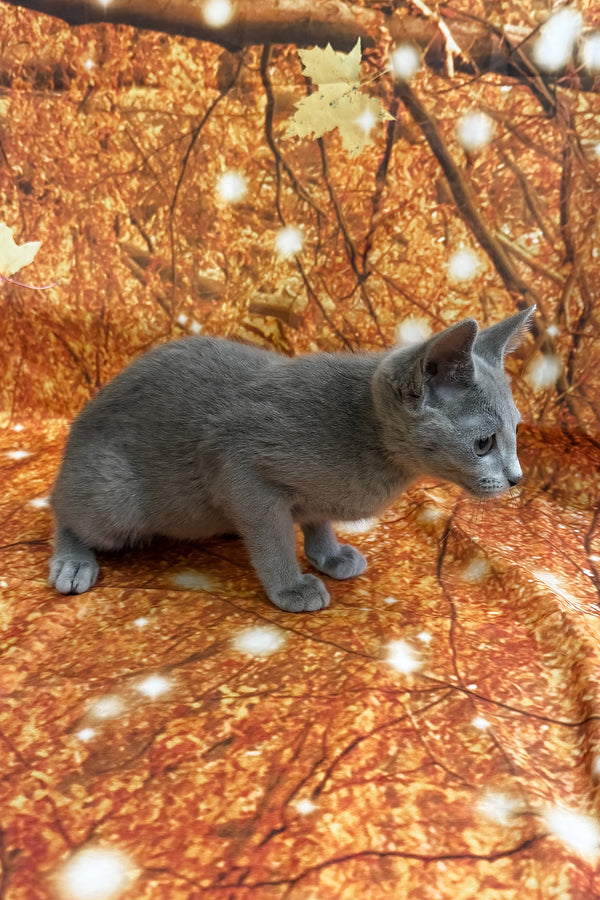 Quorum | Russian Blue Kitten