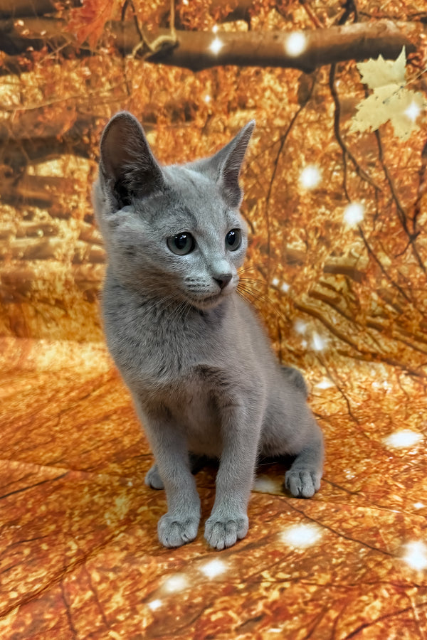 Quorum | Russian Blue Kitten