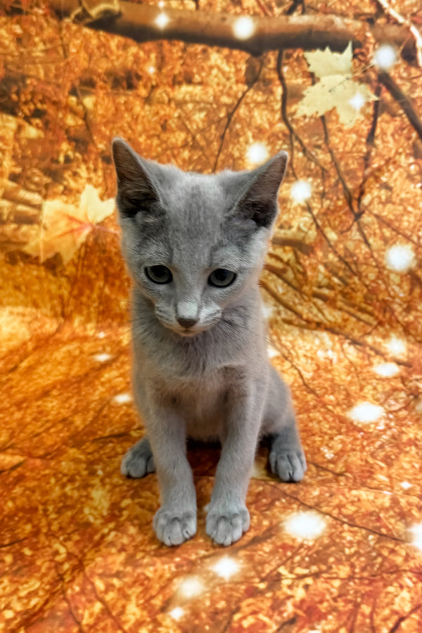 Quorum | Russian Blue Kitten