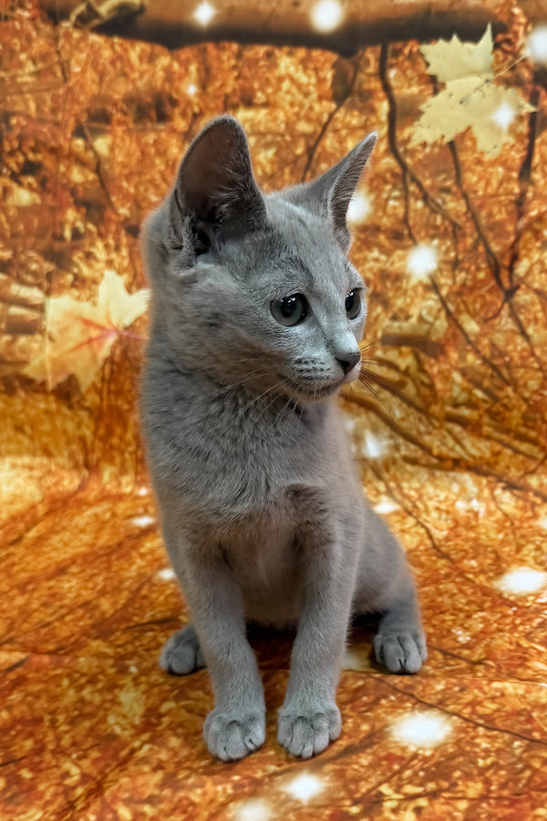 Quorum | Russian Blue Kitten