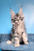 Ram | Maine Coon Kitten