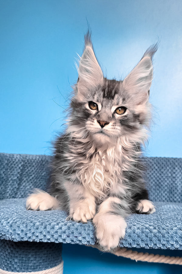 Ram | Maine Coon Kitten
