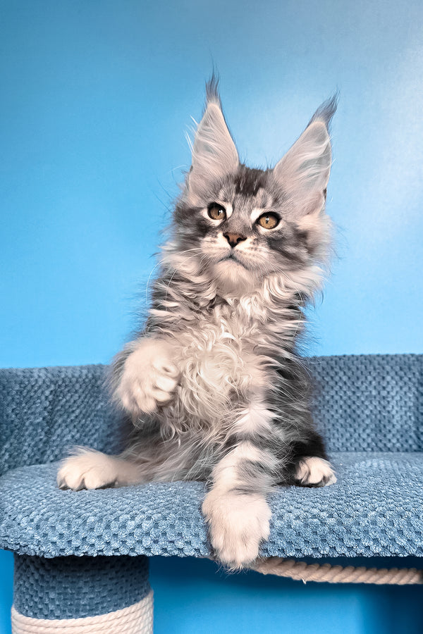 Ram | Maine Coon Kitten