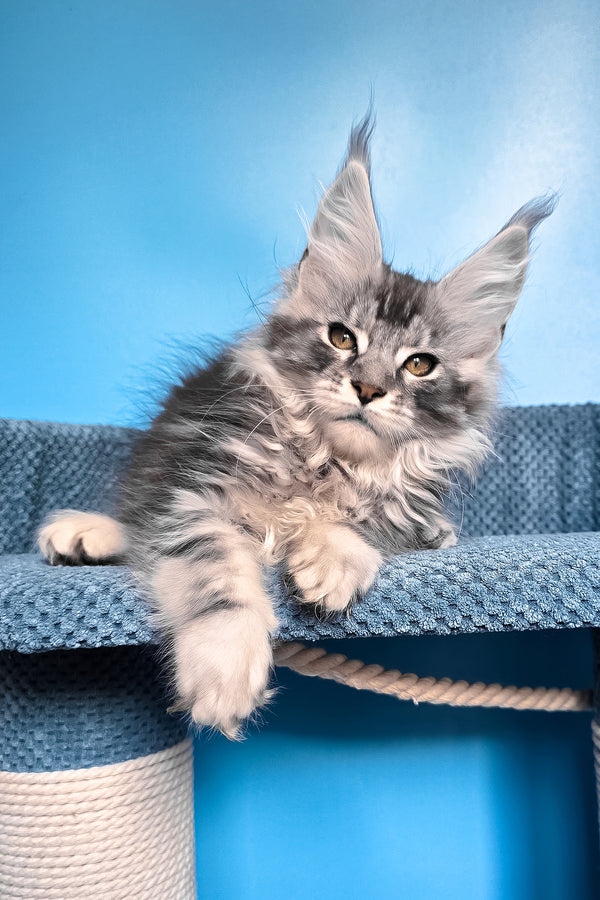 Ram | Maine Coon Kitten