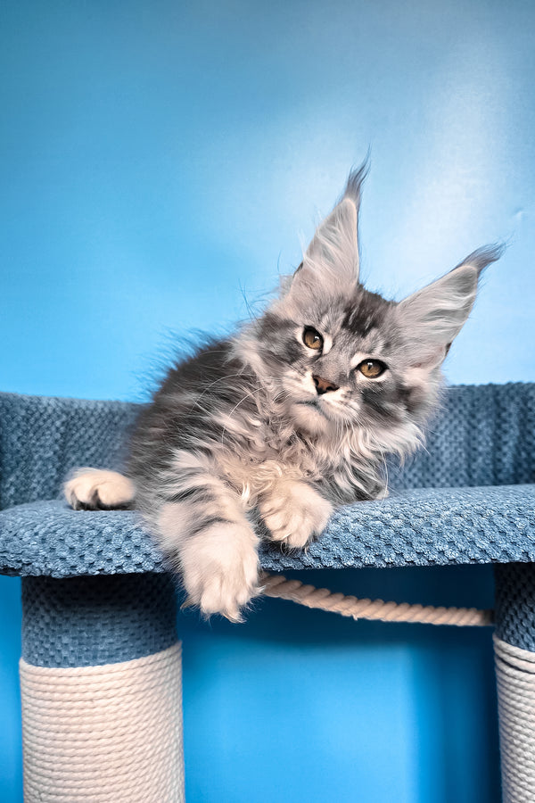Ram | Maine Coon Kitten
