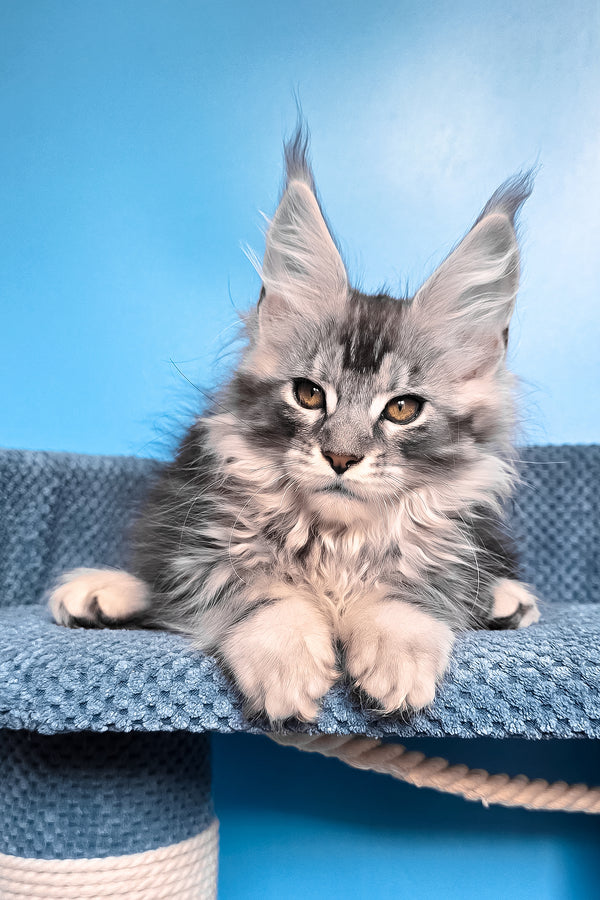 Ram | Maine Coon Kitten